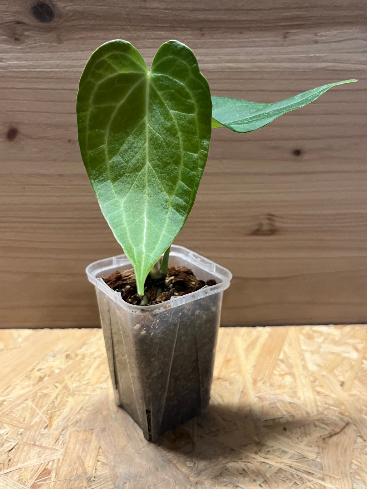 アンスリウム デルタフォース | GREEN LUCK