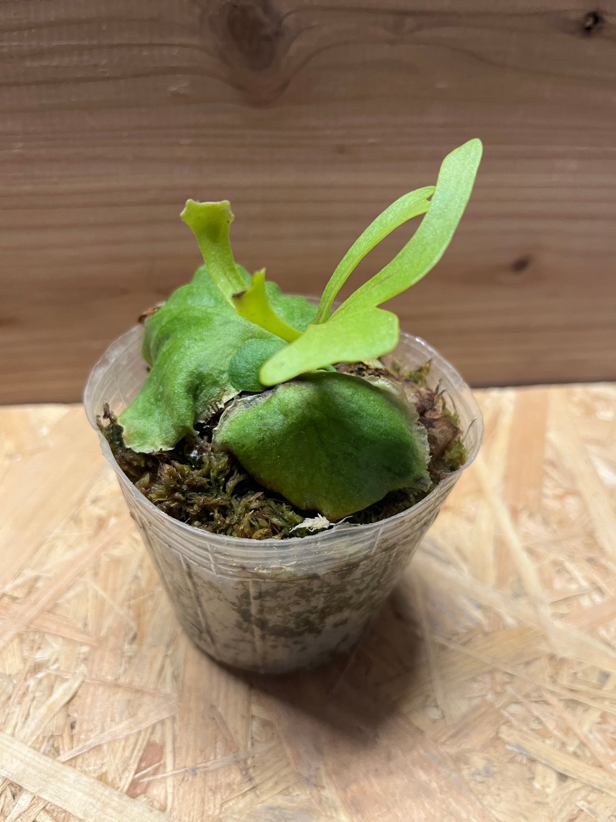 ビカクシダ リドレイ | GREEN LUCK