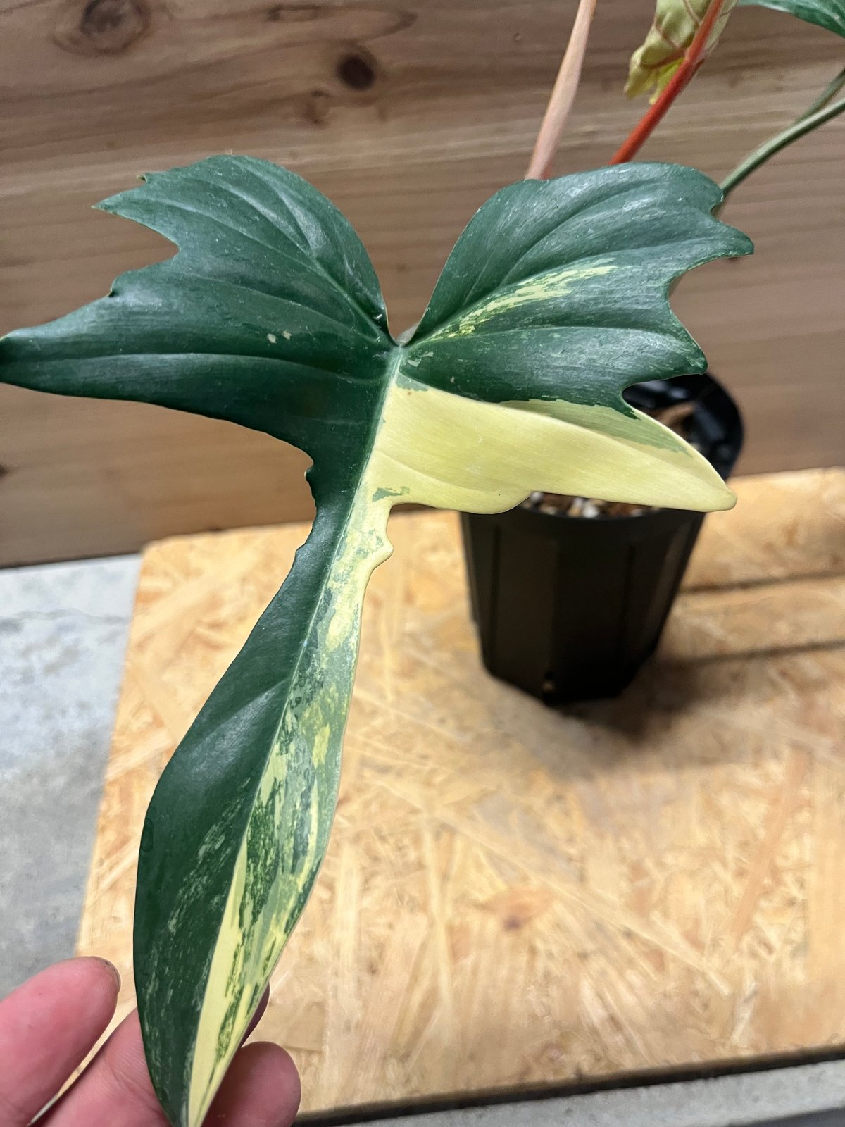 フィロデンドロン 'キティナ' （フロリダビューティー×マヨイ