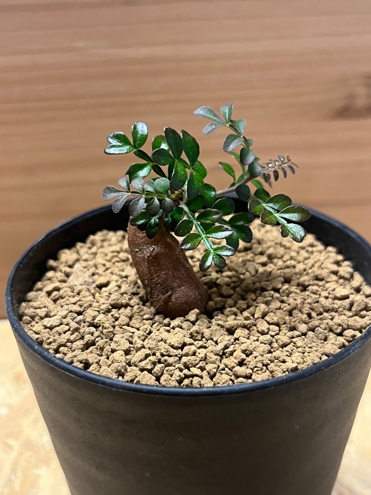 オペルクリカリア パキプス 根差し | GREEN LUCK