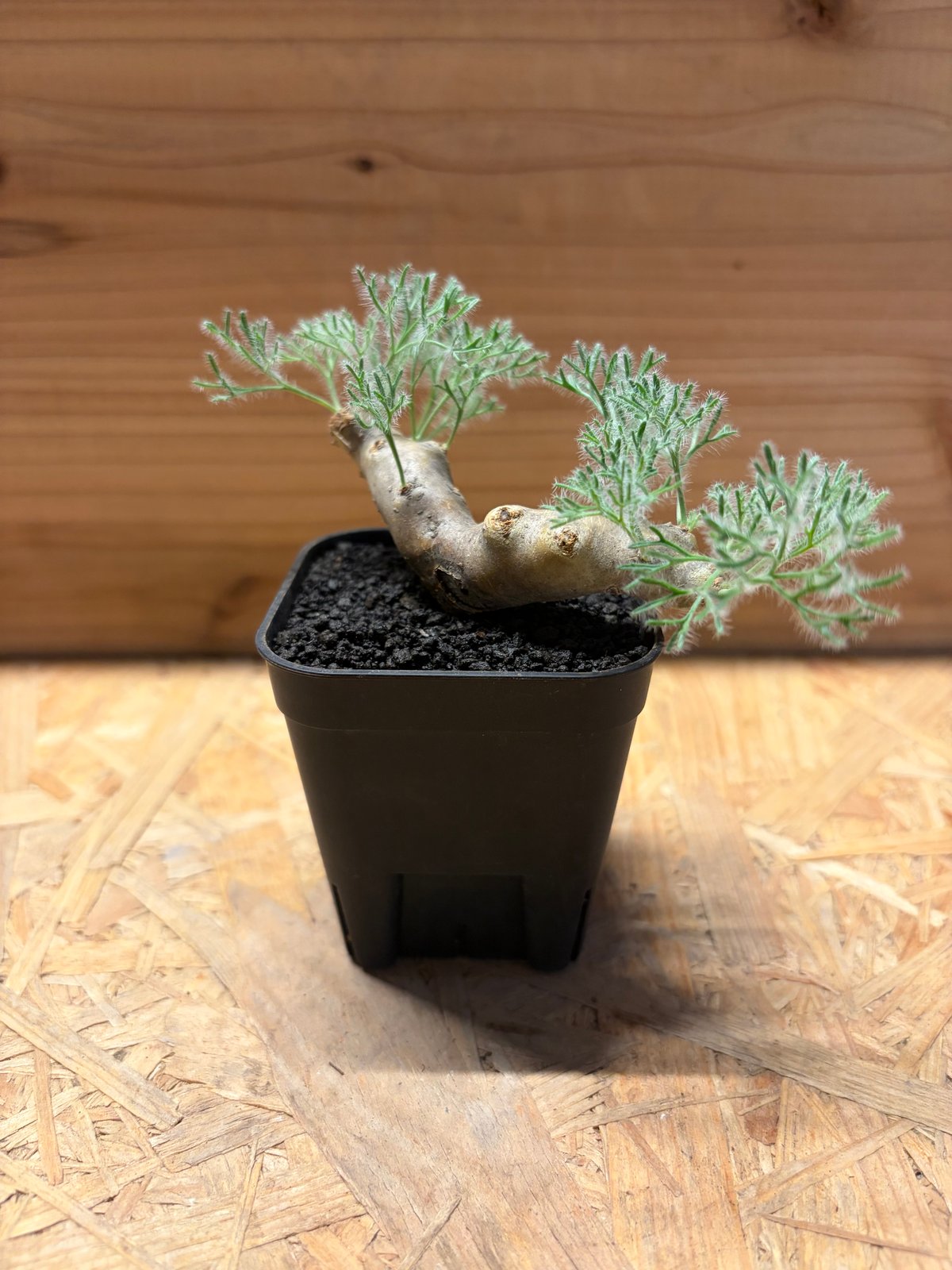 モンソニア ムルチフィダ | GREEN LUCK