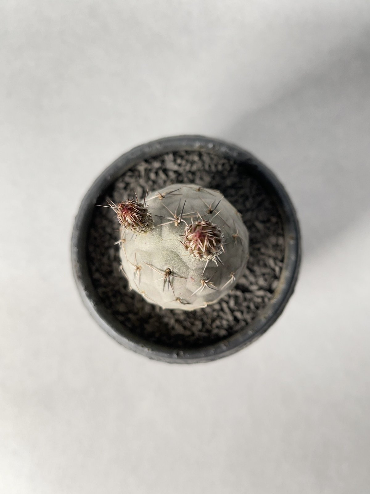 中川智治9 | t.roots