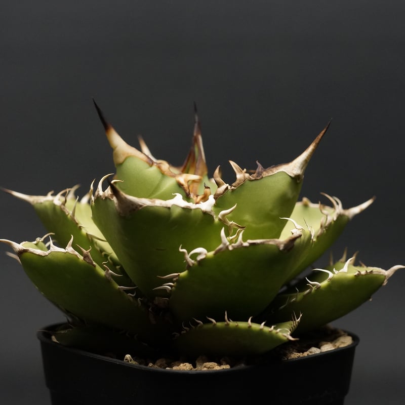 アガベ Fo076 シロアリ 白蟻 ボールタイプ アガベ Fo076 シロアリ 白蟻