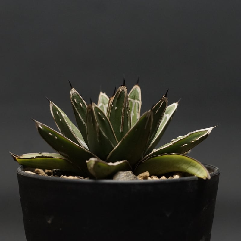 Agave victoriae-reginae ssp.swobodae