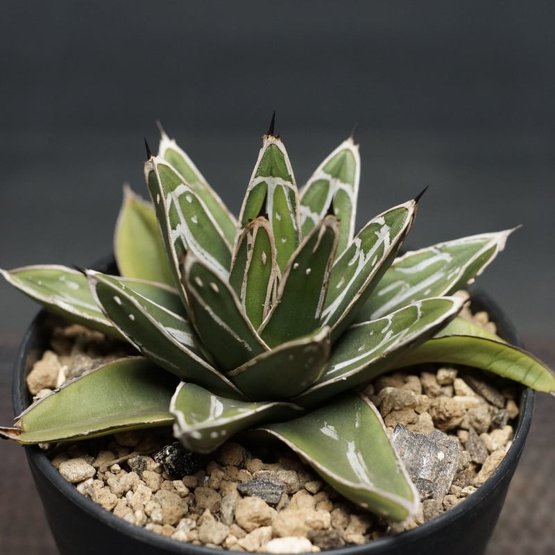 Agave victoriae-reginae ssp.swobodae