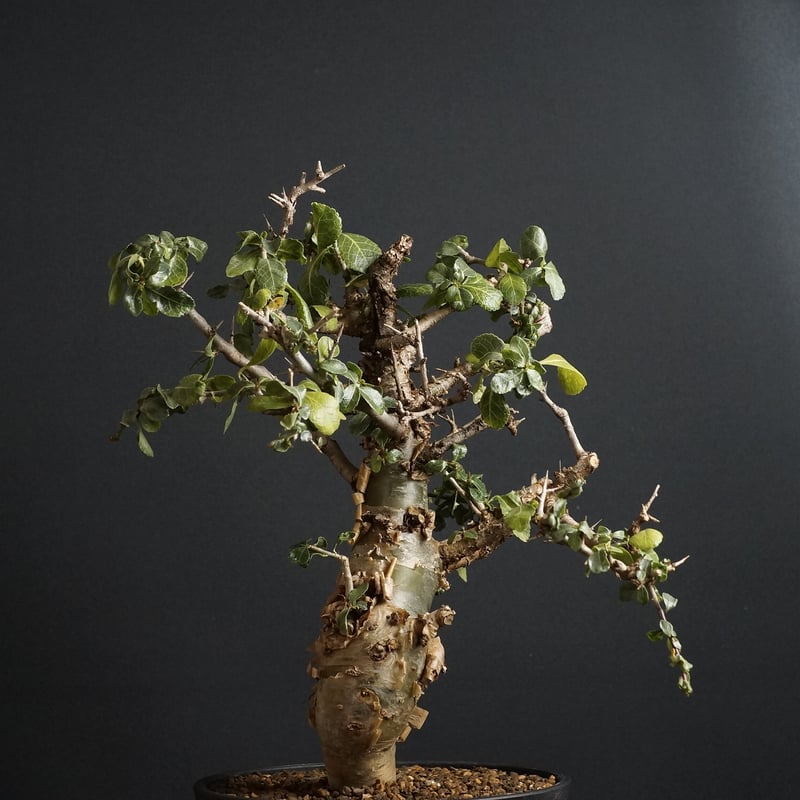 Commiphora habessinica