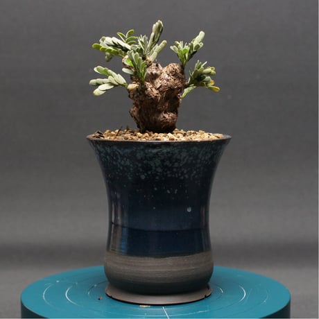 センナメリディオナリス | STORES