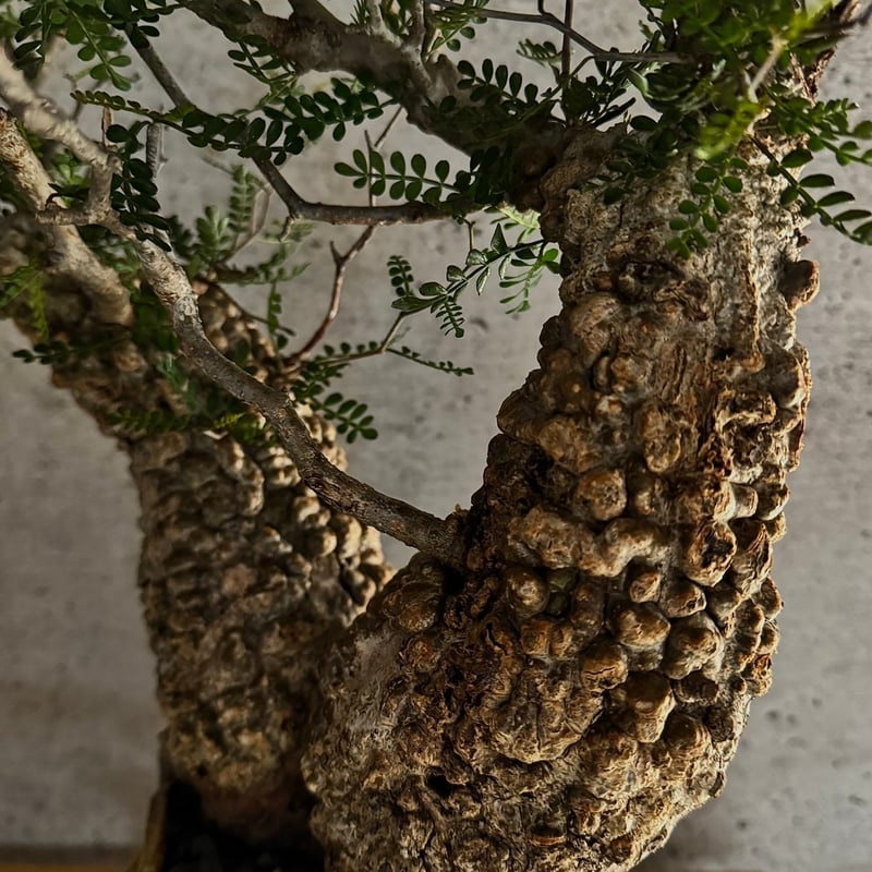 双頭】オペルクリカリア・パキプス※発根済みSSD鉢植え込み | carpediem