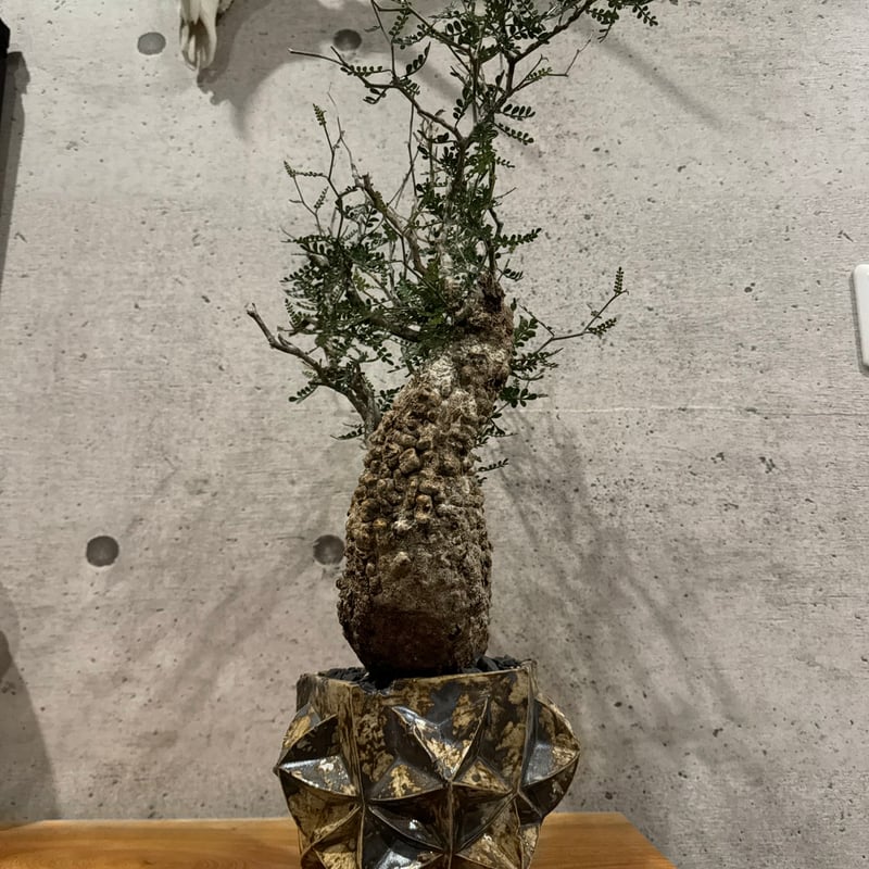 双頭】オペルクリカリア・パキプス※発根済みSSD鉢植え込み | carpediem