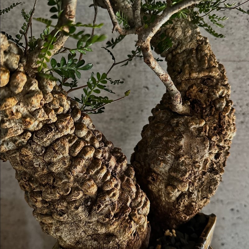 双頭】オペルクリカリア・パキプス※発根済みSSD鉢植え込み | carpediem