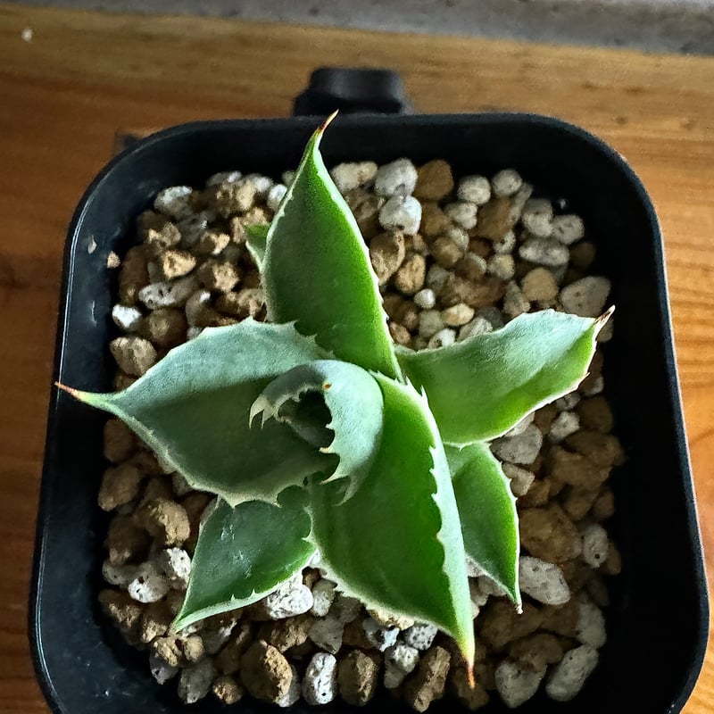 Agave アトミックゴールド 小株 発根済み | carpediem