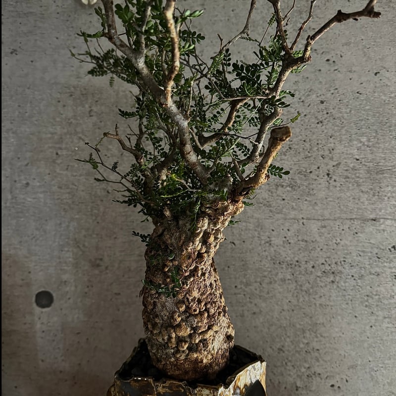 双頭】オペルクリカリア・パキプス※発根済みSSD鉢植え込み | carpediem