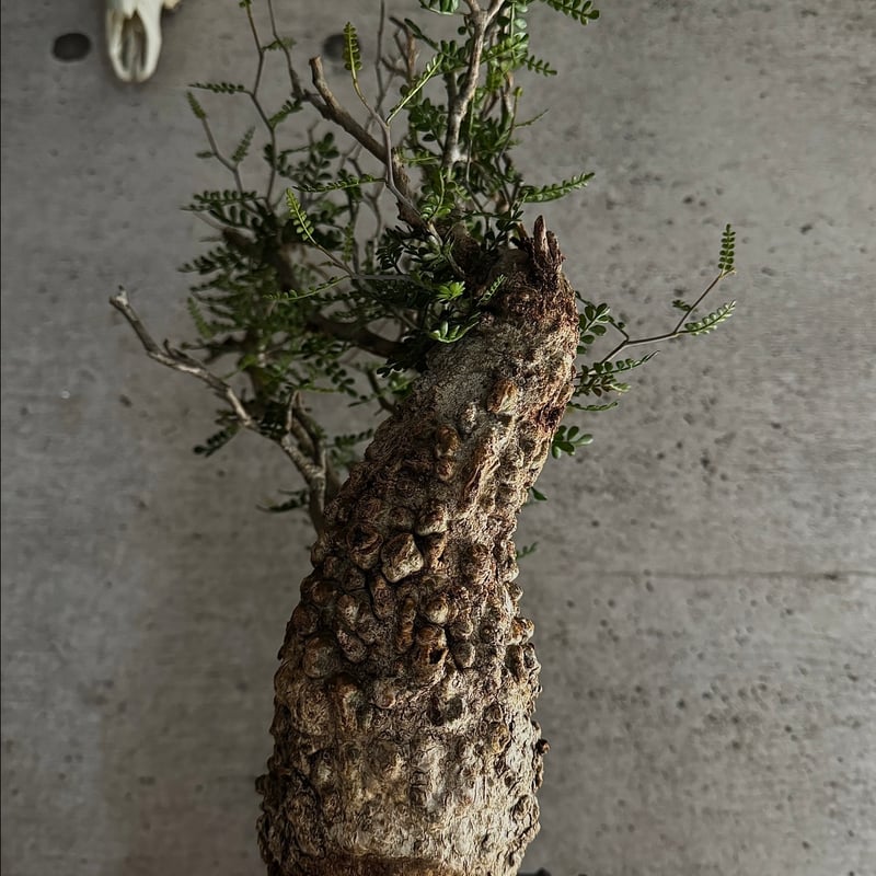 双頭】オペルクリカリア・パキプス※発根済みSSD鉢植え込み | carpediem