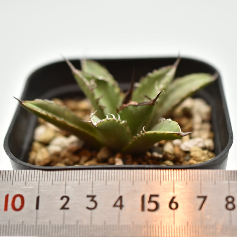 アガベ チタノタ 