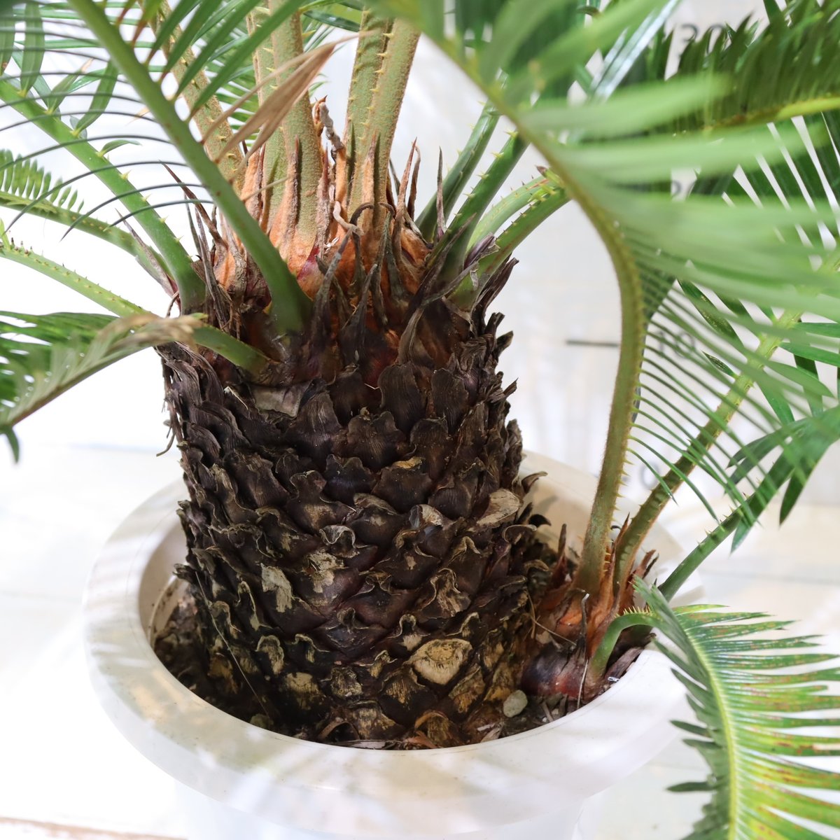 ソテツ | To.r 植物店