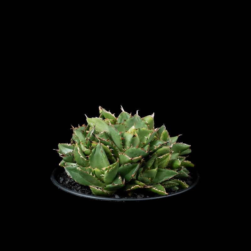 アガベ チタノタ フィリグリー (拇指厳竜) / Agave titanota 'Filigr
