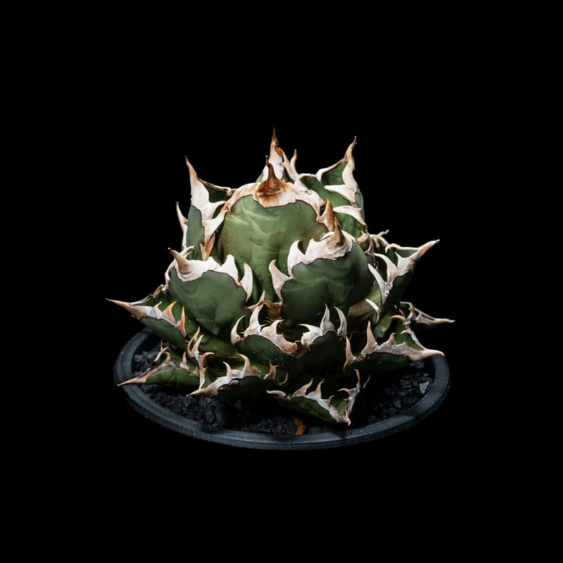 アガベ チタノタ レッド・キャットウィーズル / Agave titanota 'Red Ca