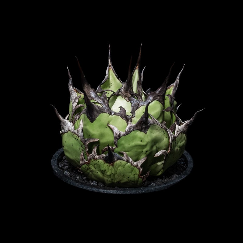アガベ チタノタ ハデス / Agave titanota 'Hades' #2 | Duck