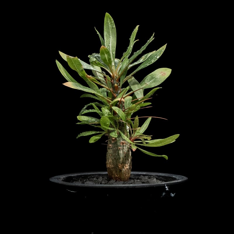 フォークイエリア プルプシー / Fouquieria purpusii #1 | Ducks