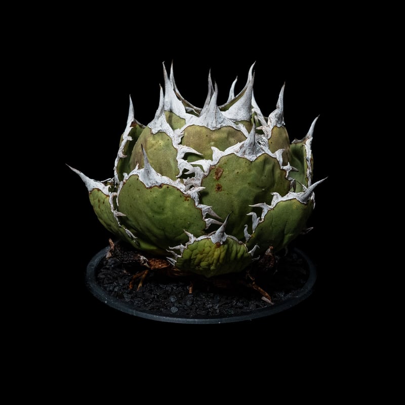 アガベ チタノタ 鯊魚劍 / Agave titanota 'Shark Sword' #1