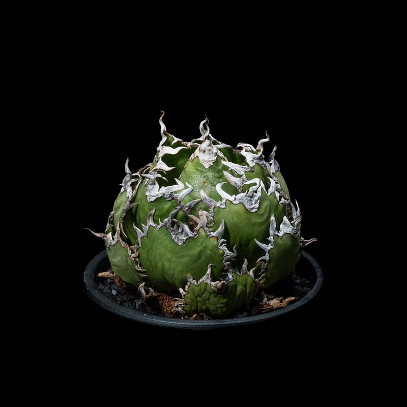 アガベ チタノタ フィリグリー (圓葉拇指) / Agave titanota 'Filigr