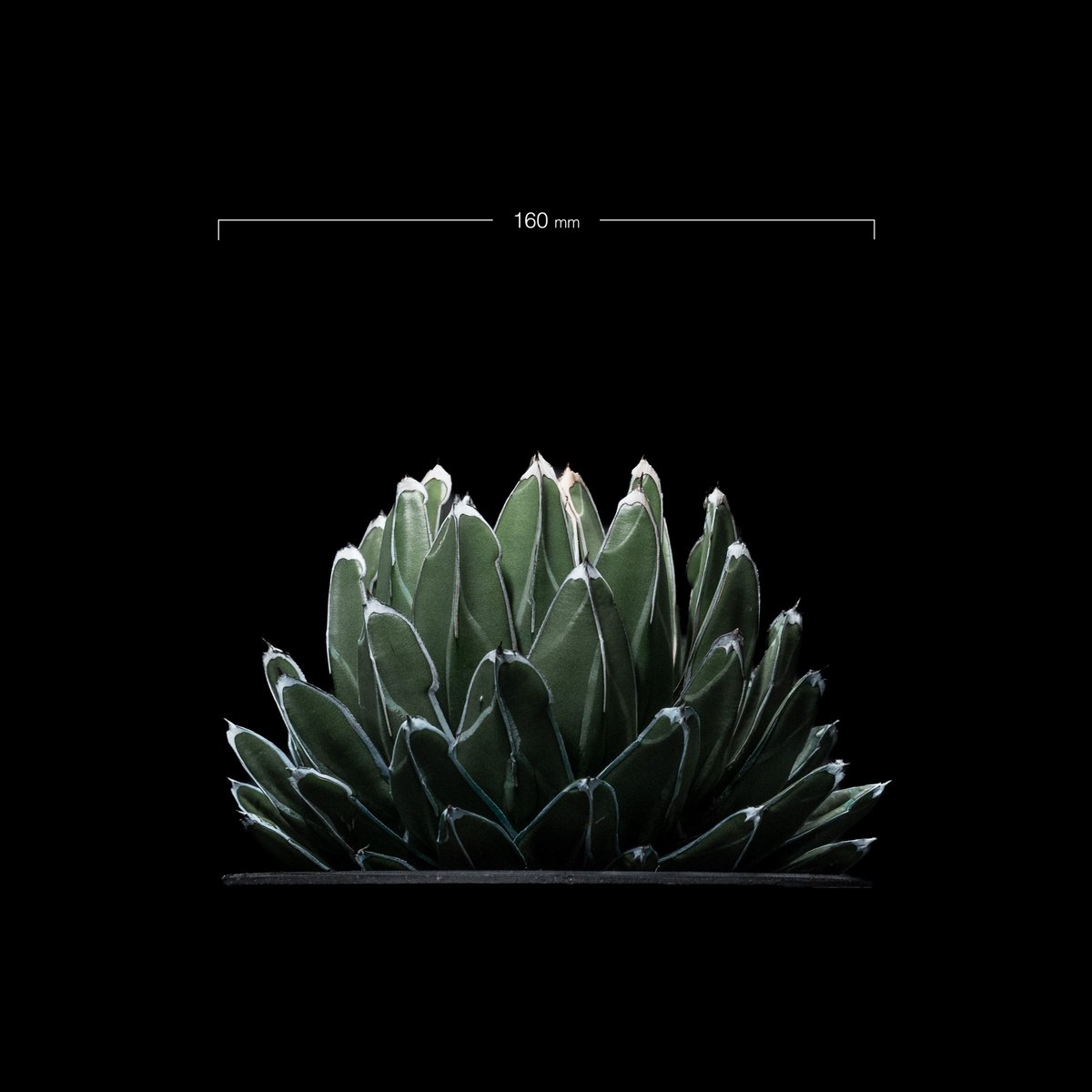 本物・純血】2 氷山 TC株 笹の雪錦 純白覆輪斑 アガベ ビクトリア