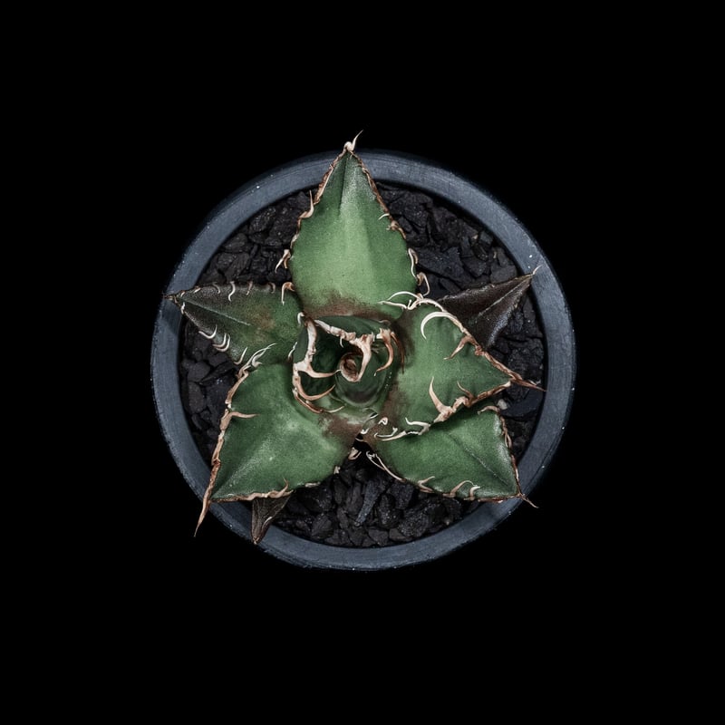 アガベ チタノタ シーザー / Agave titanota 'Caesar' #7 | Du