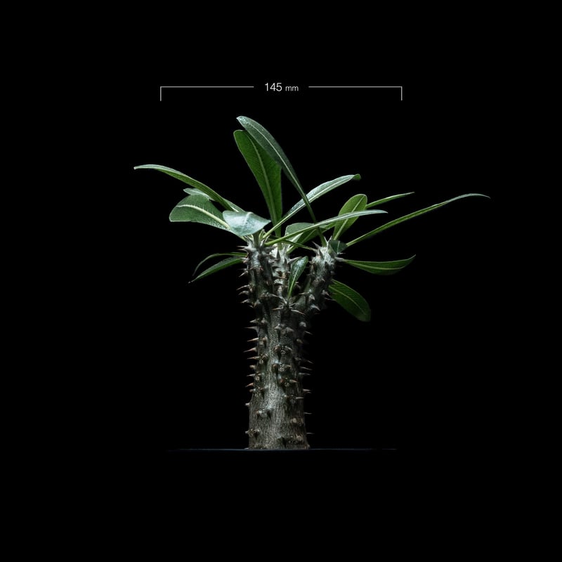 パキポディウム 伊藤ハイブリッド / Pachypodium 'Itoh Hybrid' #1