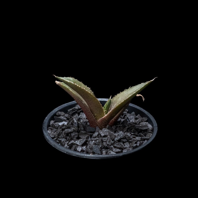 アガベ チタノタ 黒豹・ダイヤモンド / Agave titanota 'Black