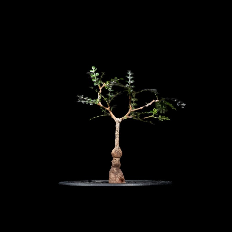 オペルクリカリア パキプス / Operculicarya pachypus #36 | D