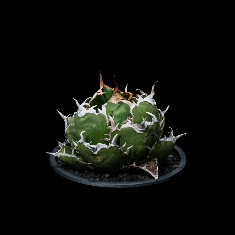 アガベ チタノタ 白鯨 / Agave titanota 'White Whale' #39