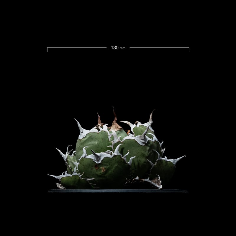 アガベ チタノタ 白鯨 / Agave titanota 'White Whale' #39