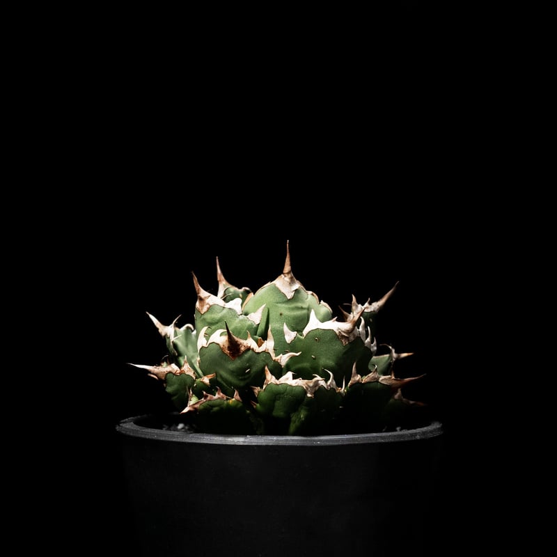 アガベ チタノタ 姫厳竜 / Agave titanota 'Dwarf' #3 | Duck