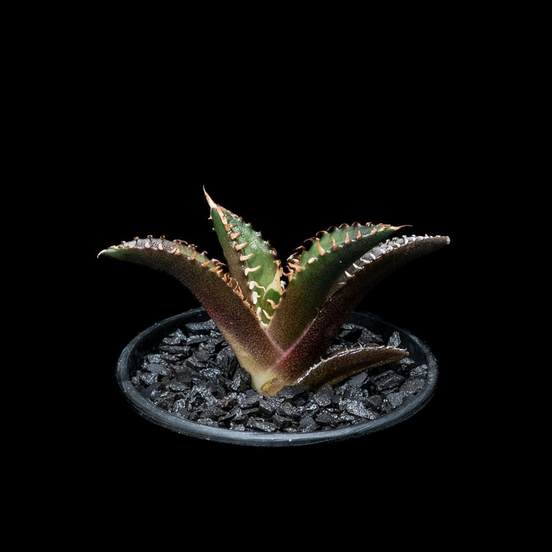 アガベ チタノタ レッド・キャットウィーズル / Agave titanota 'Red Ca