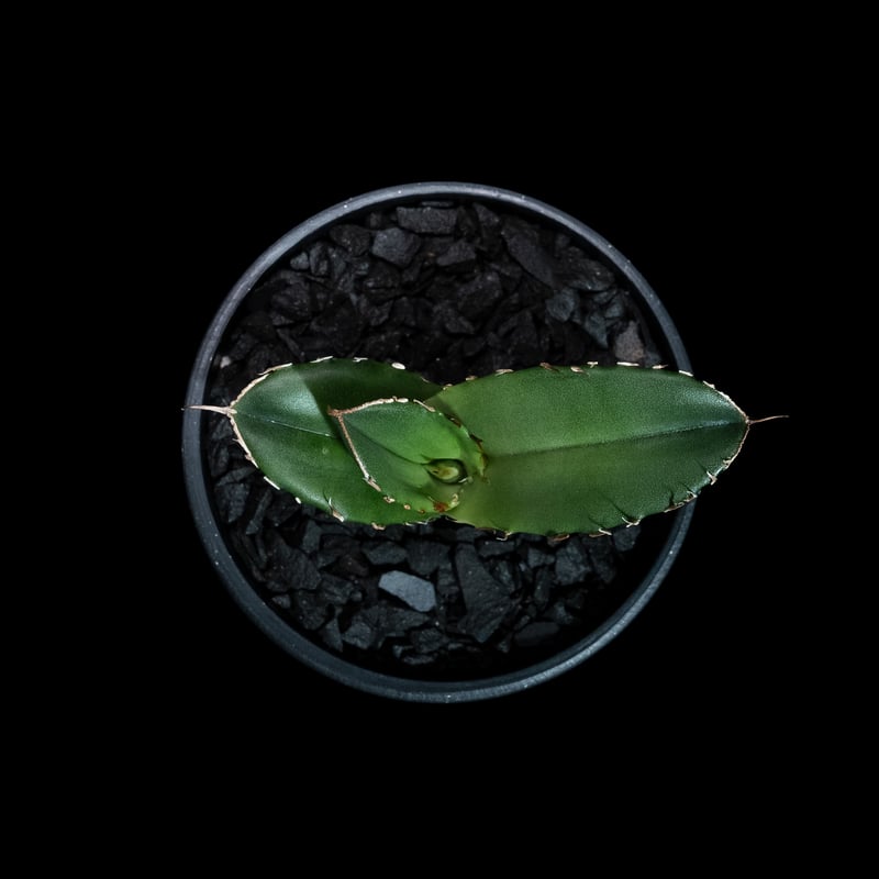 アガベ チタノタ 白犀牛 カキ仔 / Agave titanota 'White Rhino'