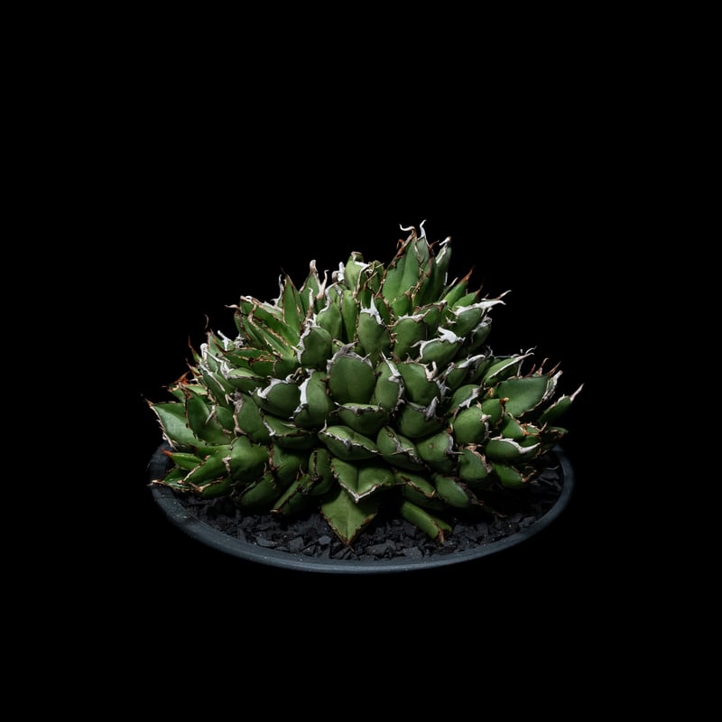 アガベ チタノタ フィリグリーデビル (綴化拇指) / Agave titanota 'Fil