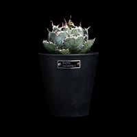 アガベ 王妃笹の雪 A型 白覆輪斑 ピンキー / Agave filifera var. co
