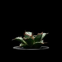 アガベ 王妃笹の雪 A型 白覆輪斑 ピンキー / Agave filifera var. co