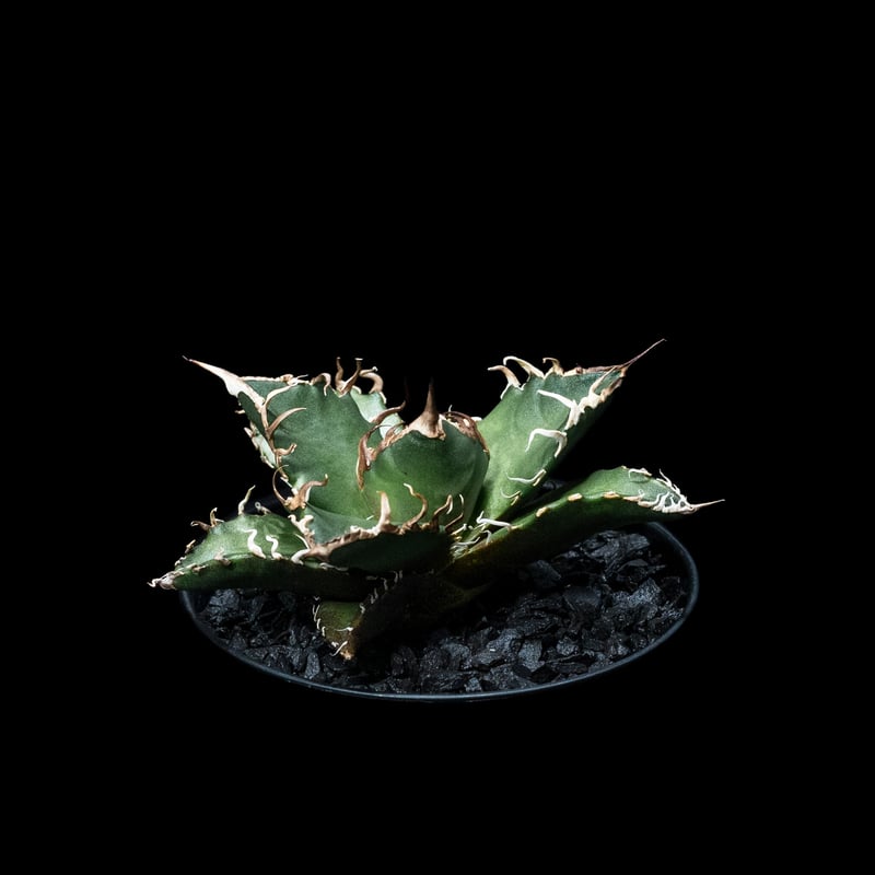 アガベ チタノタ シーザー / Agave titanota 'Caesar' #6 | Du
