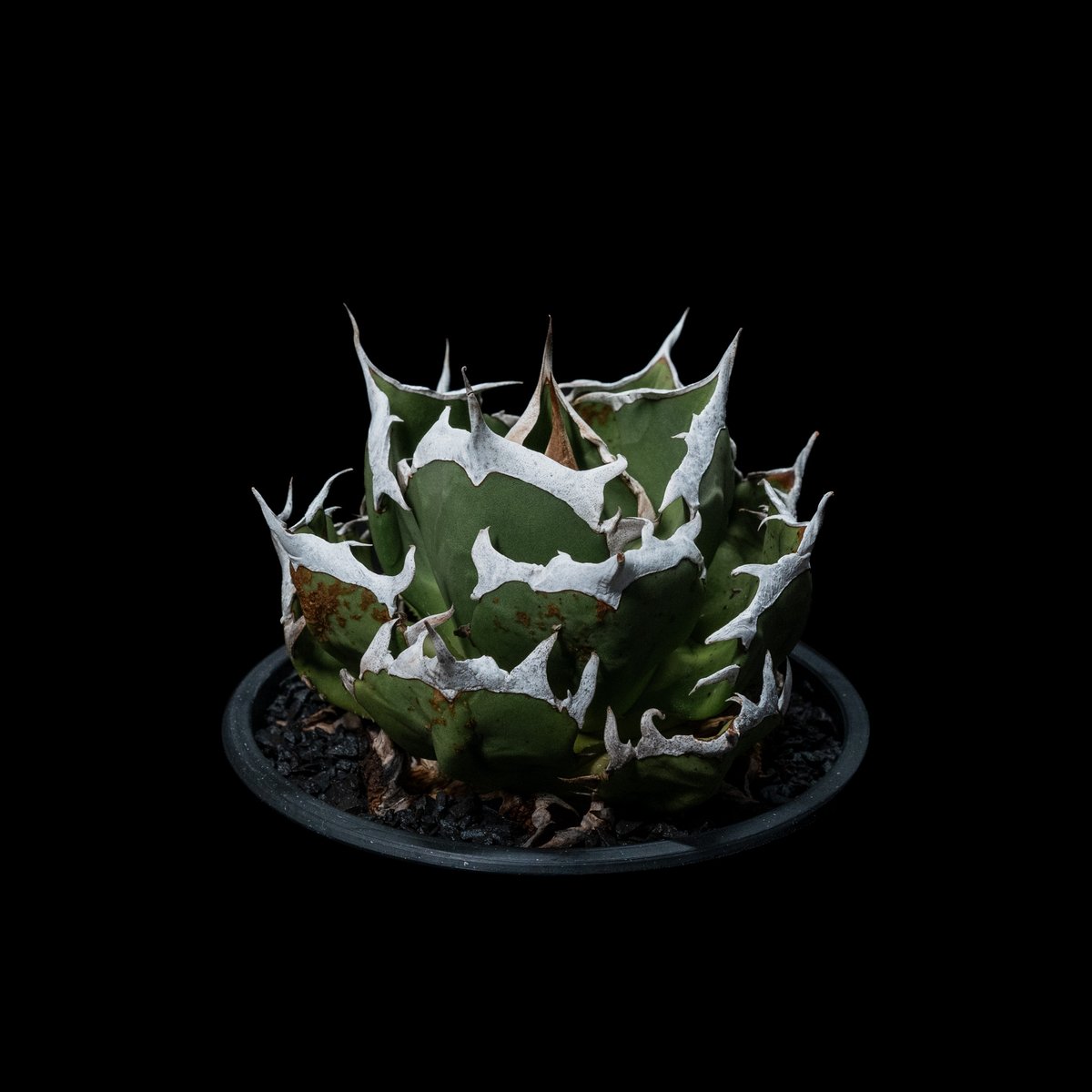 アガベ チタノタ 鬼爪 / Agave titanota 'Ghost Claw' #1 |