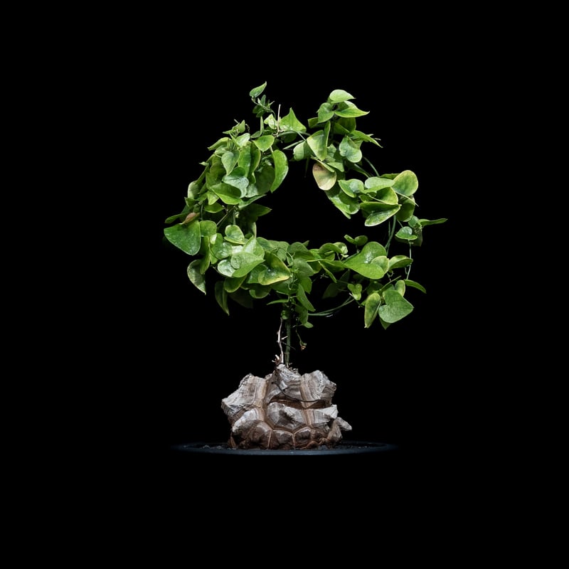 ディオスコレア 亀甲竜 / Dioscorea elephantipes #5 | Ducks