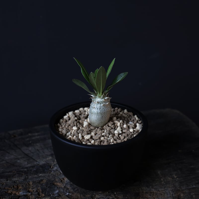 パキポディウム グラキリス 実生株 | retes online shop