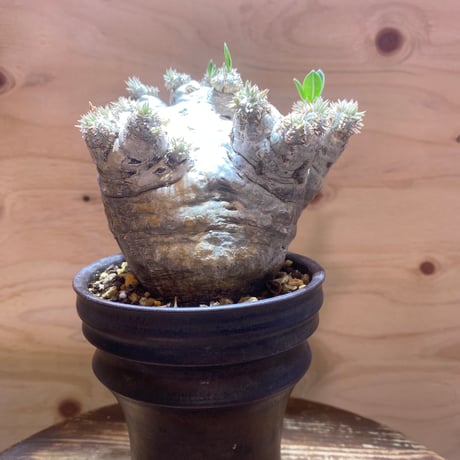 パキポディウム恵比寿笑い | STORES