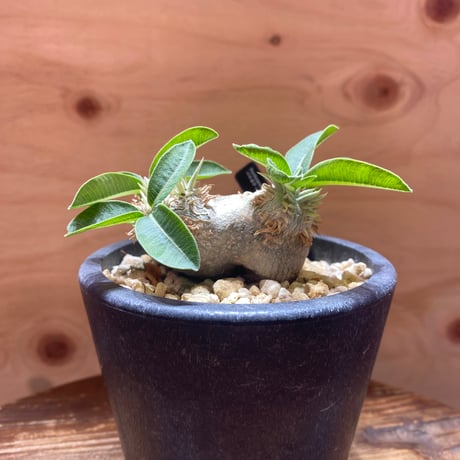 パキポディウム恵比寿笑い | STORES