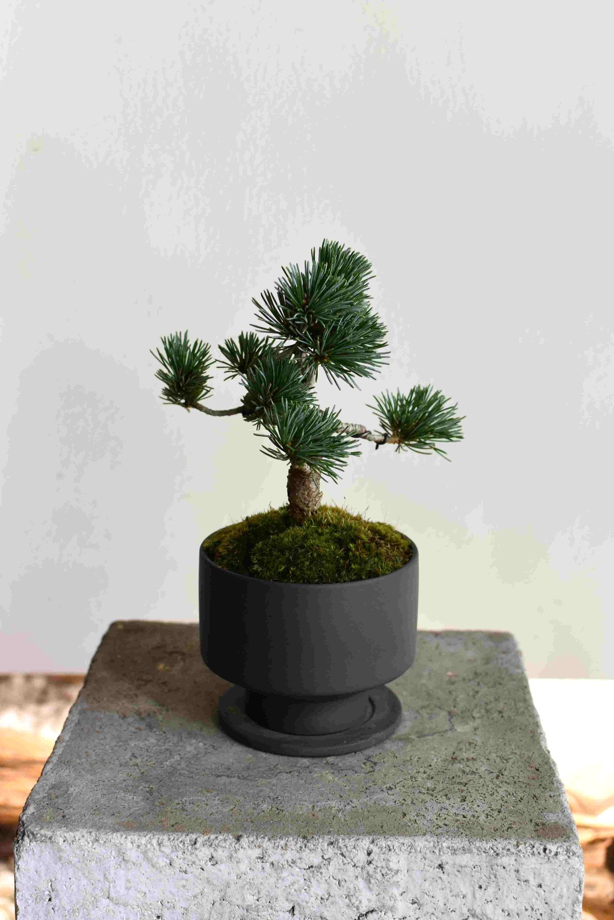 大品 那須五葉松盆栽】 ルパンヒデロウ様、専用 大品 那須五葉松盆栽