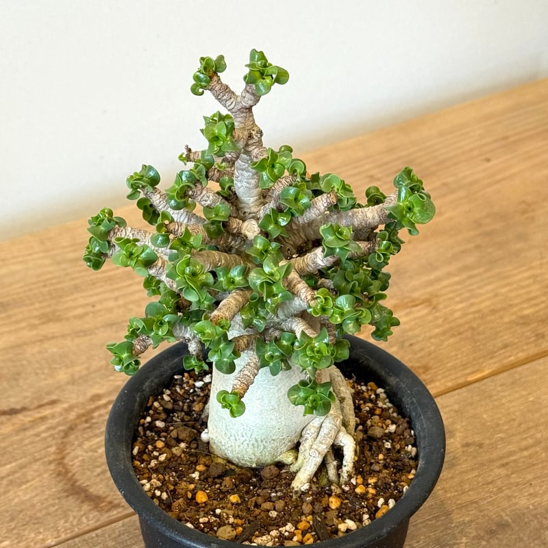 アデニウム / アラビカム巻葉（獅子葉） | Vitamin + STORE