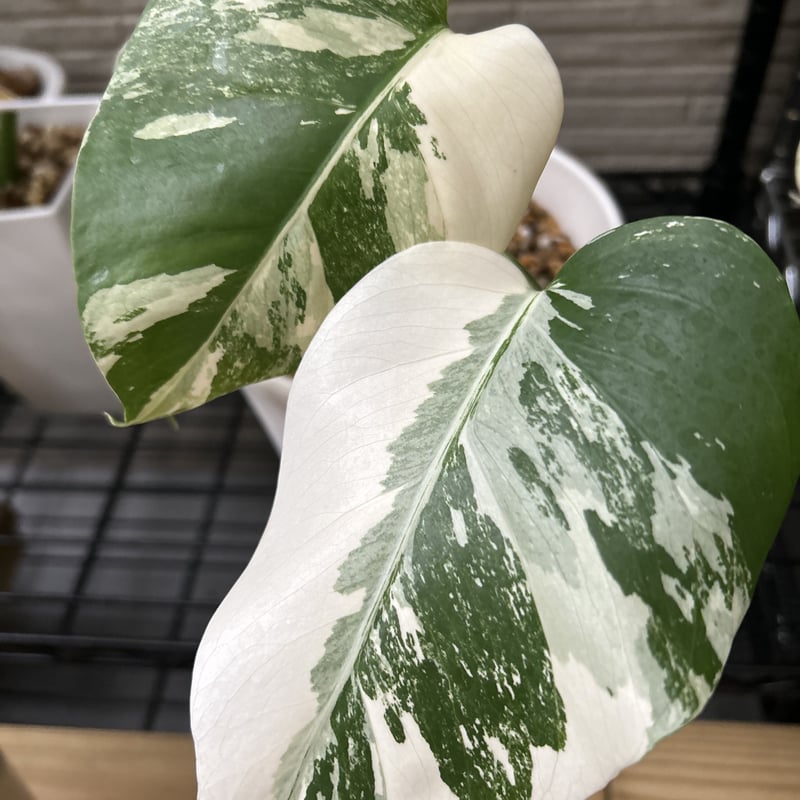 モンステラ ホワイトタイガー 極斑入り ハーフムーン M003 | Le Ruban