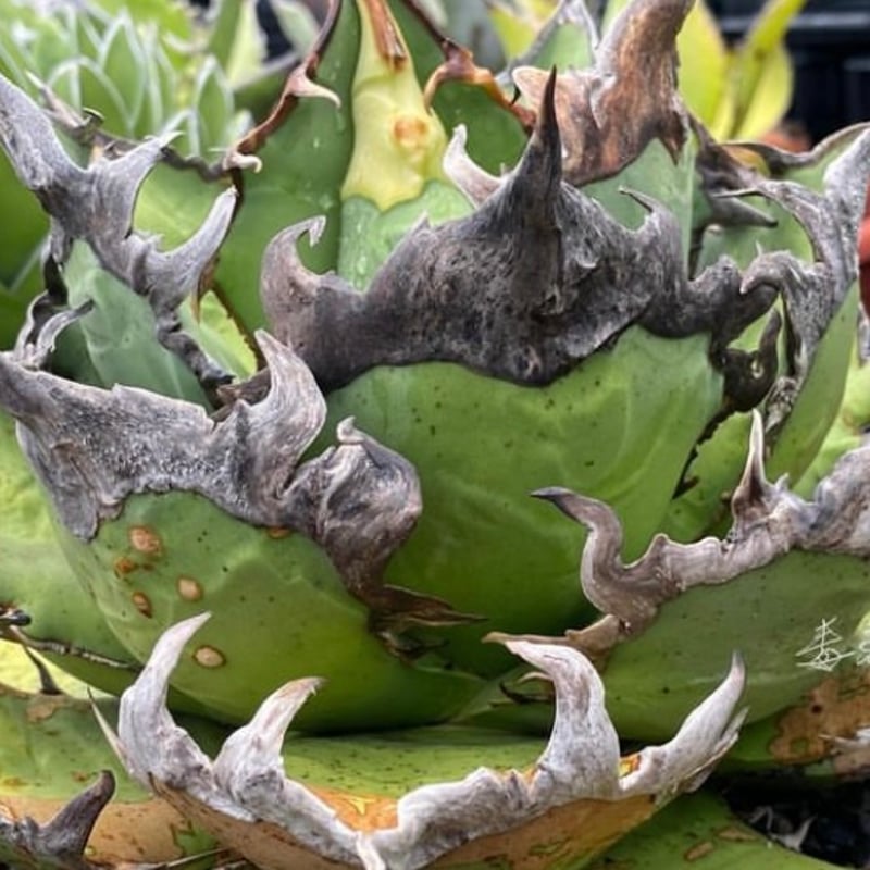 アガベ 毒棘特選シーザー 現地仕入れ株 | アガベ専門店 Heart plants.