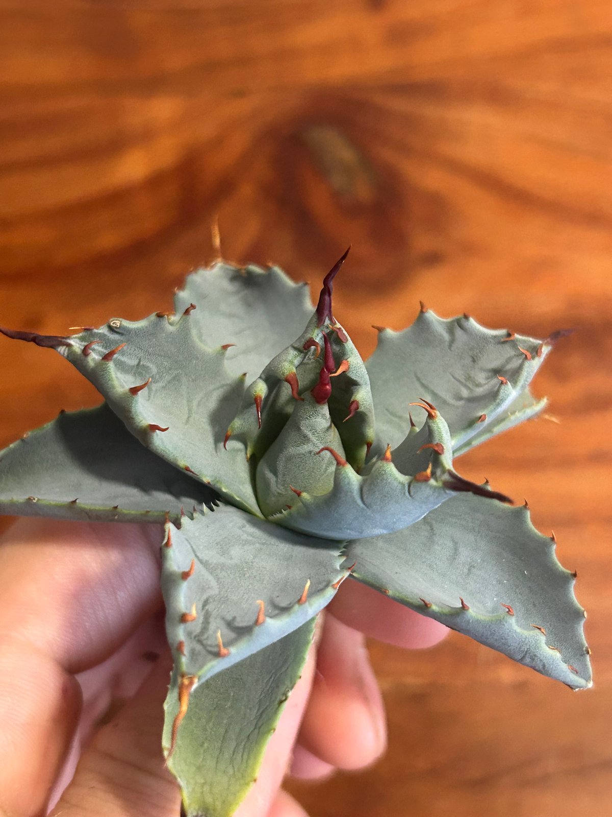 日本初上陸 アガベ 白魟甲蟹×妖炎 27 青葉 うねり | アガベ専門店