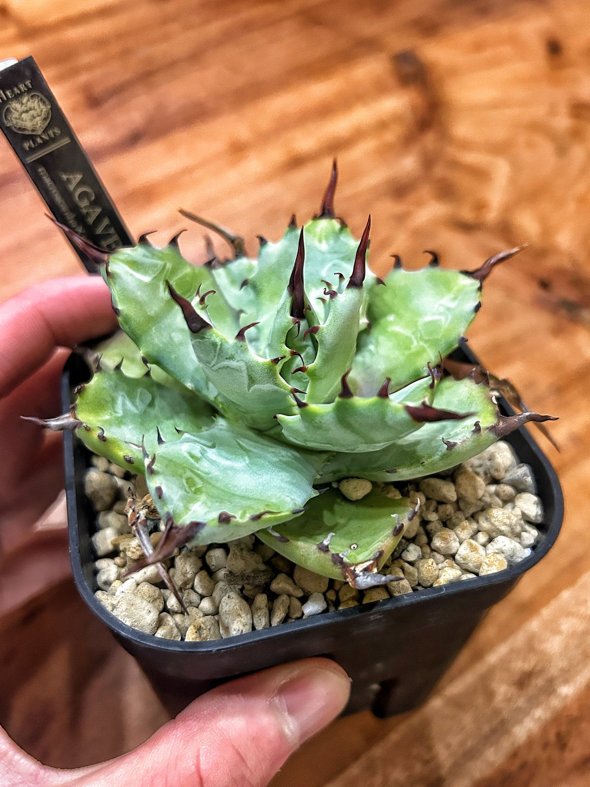 アガベ マクロアカンサ×イシスメンシス ハイブリッド | アガベ専門店